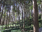 Current Aokidaira Forest, well treated and grow up strong and spiritually, could notimagine it was full of the trash area in the past!