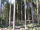 白糸の森林整備中の様子
