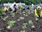 tree plantation by the groups