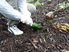 ground was rather hard due Argilliferous soil zone