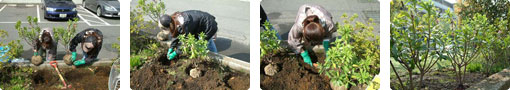 GOLD'S GYM 本社前　キンモクセイの隣にジンチョウゲを３本植えました