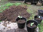 腐葉土と赤玉土などをブレンドして植え替えます