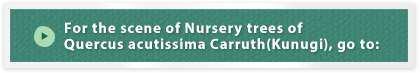 For the scene of Nursery trees of Quercus acutissima Carruth(Kunugi), go to: